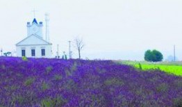 青岛花海爆料最新消息,最新花海美景曝光！