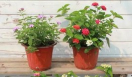 阜阳少爷房产爆料视频最新,揭秘楼市真相，购房者需警惕！