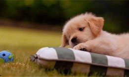 狗狗最新爆料文案短句搞笑,笑料横生的宠物圈幕后故事